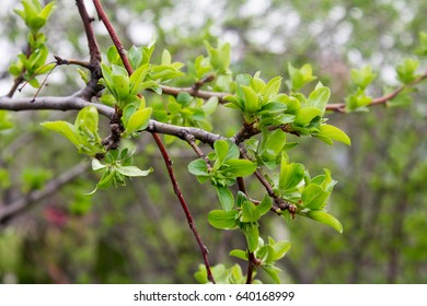Spring Leaves