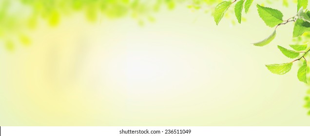 Spring Leaves , Banner For Website