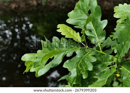 Spring leaves of oak tree, possibly Georgia Oak, rare deciduous tree, also called Stone Mountain Oak, latin name Quercus georgiana, native to southeastern United States, sunlit by daylight sunshine.