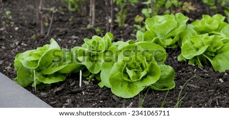 Spring lettuce -  Queen of May - delicious garden vegetable with decorative leaves  -  perfect for summer salad. Healthy big lettuce heads ready to harvest .