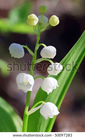 Similar – Foto Bild Convallaria majalis