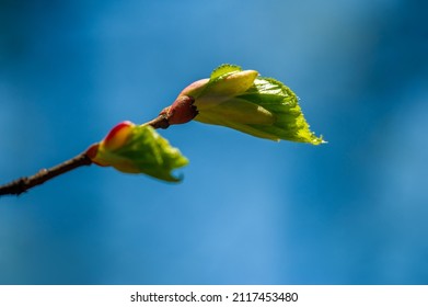 Spring Linden Tree, First Leaves. After The Cold, Long And Dark Winter Days, The Spring Season Brings New Life And New Hope To The World.