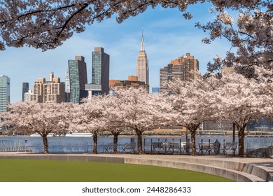 Spring in Long Island City Hunter's Point South Park. Blooming cherry trees, East River and Manhattan skyscrapers from Queens, New York City