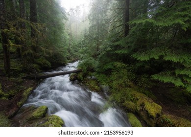 Spring In A Lush Pacific Northwest Forest, Washington State