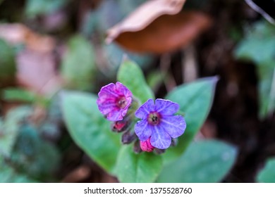 Spring macro flower