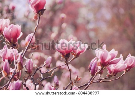 Similar – Magnolienzweige mit Magnolienblüten