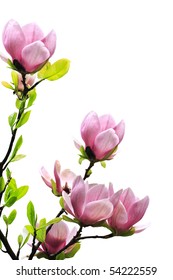 Spring Magnolia Tree Blossoms On White Background.