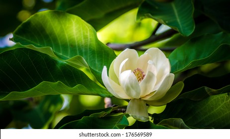 spring magnolia tree flower
