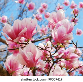 spring magnolia tree flowers