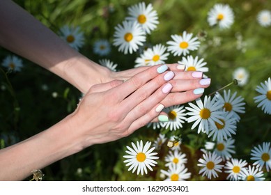 Spring Manicure On Short Nails. Female Hands On A Background Of Chamomile. Care For Hands