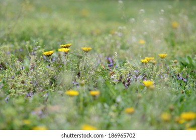 spring Meadow