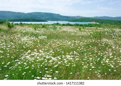 Daisy Hill Images Stock Photos Vectors Shutterstock