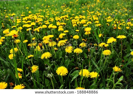  spring meadow with a lot of dandelions