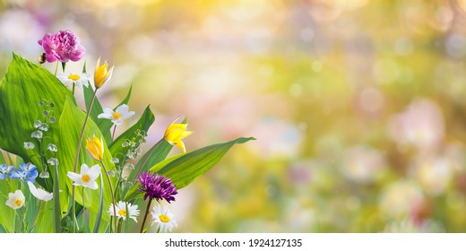 Spring meadow with different wild flowers on beautiful background for your design