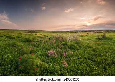 Spring Meadow With Flowers On Sunset