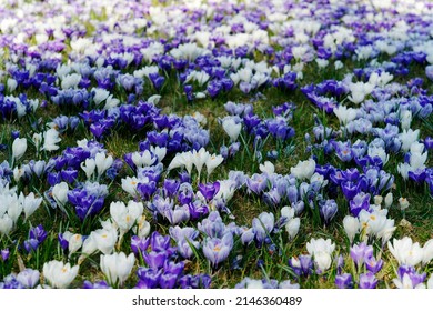 Spring, A Meadow Full Of Crocuses In The City Park. White And Purple Flowers. No People.