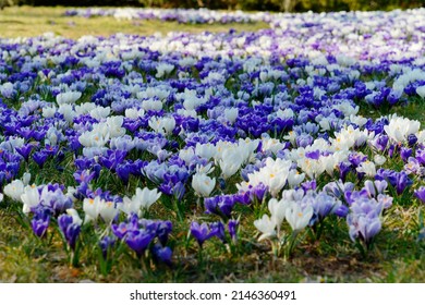 Spring, A Meadow Full Of Crocuses In The City Park. White And Purple Flowers. No People.