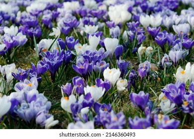 Spring, A Meadow Full Of Crocuses In The City Park. White And Purple Flowers. No People.