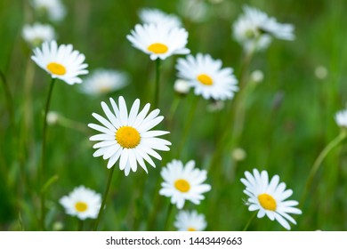 Spring meadow full of daisies