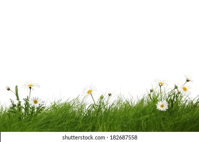 Spring Meadow With Grass And Flowers Isolated On White Background