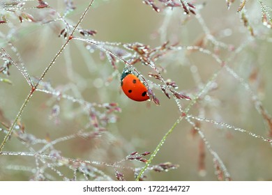 spring meadow with ladybug close up macro. wild life insect ladybird on grass 