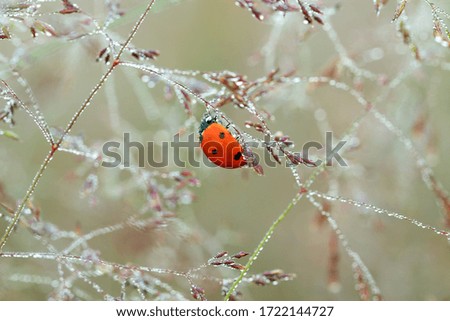 spring meadow with ladybug close up macro. wild life insect ladybird on grass 