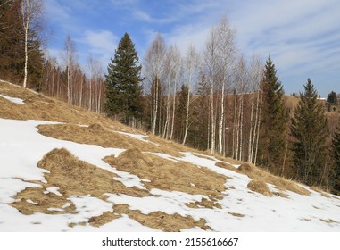 spring meadow with melted snow in mountains. Take it in Ukraine, Carpathians