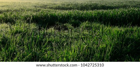 Similar – summer Summer Grass Green