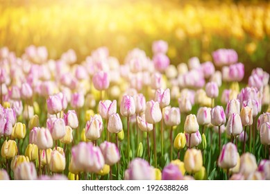 Spring meadow with a lot of multicolored violet and yellow tulip flowers, floral background