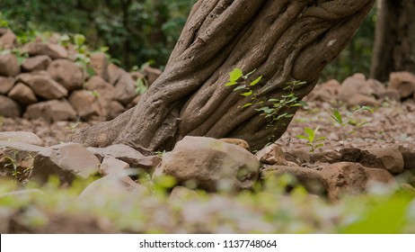 Spring Meadow Roots Of One Big Tree With Fresh Green Leaves And Stones On Grass Field 