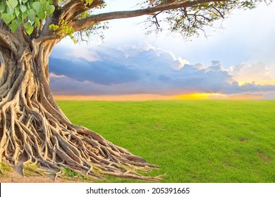 Spring meadow roots of one big tree with fresh green leaves grass field at sunset sky with could landscape background.  - Shutterstock ID 205391665