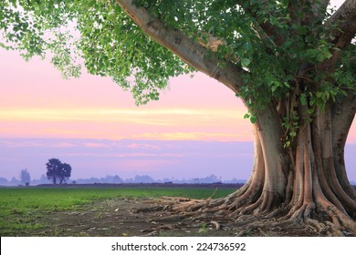Spring meadow roots of one big tree with fresh green leaves grass field at sunset sky with could landscape background.