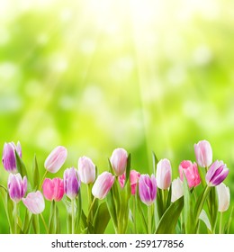 Spring meadow with sunny flowers, nature background