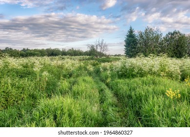 A spring meadow with tall grass, a small group of trees and a country road overgrown with grass. Blue sky with raised gray-white clouds. White honey flowers and fresh green grass. Early summer  - Powered by Shutterstock