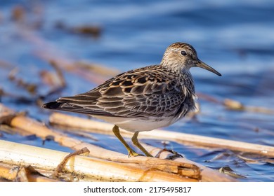 A spring migrant to the cold areas of North America, the pectoral sandpiper times its arrival for when insects hatch.  This individual is foraging for insects along the edge of of a pond.