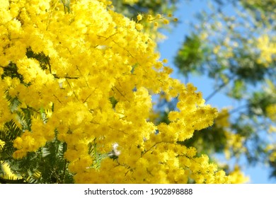 Spring Mimosa flowers. Mimosa on blu background, concept of spring season. symbol of 8 March, happy women's day. selective focus. copy space. acacia dealbata