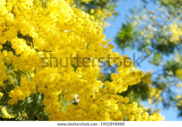 Spring Mimosa flowers. Mimosa on blu\
background, concept of spring season. symbol of 8 March, happy\
women\'s day. selective focus. copy space. acacia\
dealbata