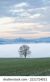 Spring Mist, Trees Are Wet, Damp Fog Of Forest Montain Swiss Alps