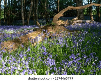 A Spring morning in a Bluebell wood