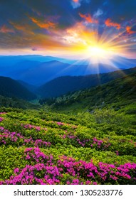 Spring Morning Dawn Landscape, Picturesque Blooming Flowers On Meadow Of Mountain On Background Green Hills And Valley Covered Forest, Floral Nature Sunrise Vertical Image,  Carpathians, Europe