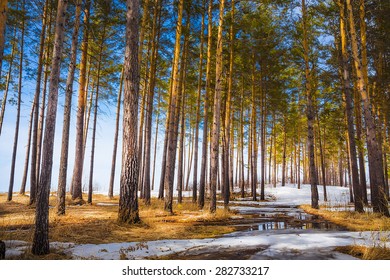 Spring Morning In The Pine Wood. Russia, Siberia, Novosibirsk Region