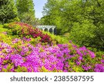 Spring and morning view of Azalea with pink and red flowers in the forest against arch bridge on Mongchon Lake at Olympic Park of Songpa-gu, Seoul, South Korea
