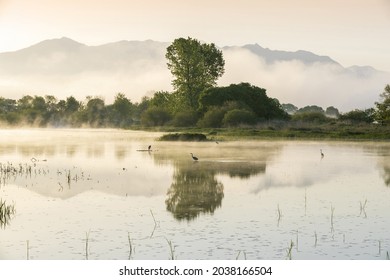 Spring and morning view of foggy wetland with herons hunting on water with the background of willow trees at Upo Wetland near Changnyeong-gun, South Korea 
					