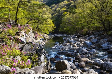 Spring and morning view of hiking deck trail and light green forest with pink azalea flowers at rocky Baemsagol Valley of Jirisan National Park near Namwon-si, South Korea 
