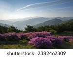 Spring and morning view of pink Azalea flowers on the ridge of Baraebong Peak against mist at Jirisan Mountain near Namwon-si, South Korea
