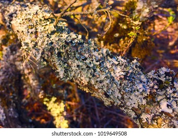 Spring Moss On San Bruno Mountain, CA