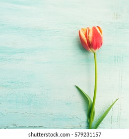 Spring Mother Woman Day Easter Tulip Floral Minimal Pastel Color Background With Copy Space. Top View. Square