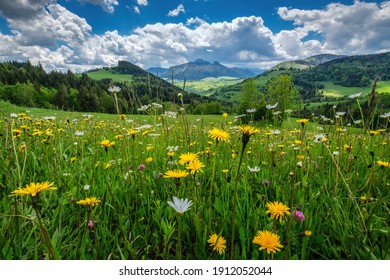 Spring mountain flowering meadow surrounded by hills. Fresh wild flowers. 