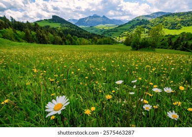 Spring mountain flowering meadow surrounded by hills. Fresh wild flowers. The beauty of spring flowers, green meadows and mountain landscapes.