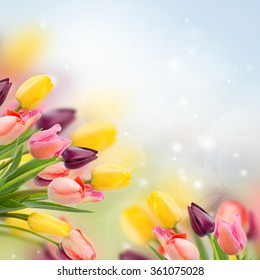 Spring Multicolored Tulips On Bluebackground